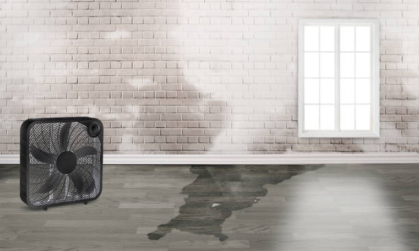 Best Residential water damage restoration  in Pahokee, FL